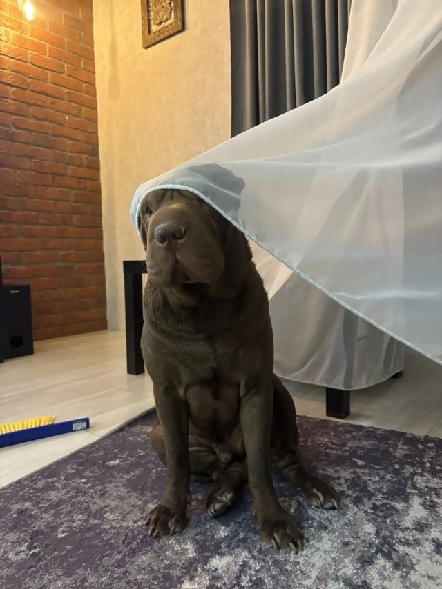 К собако четвергу