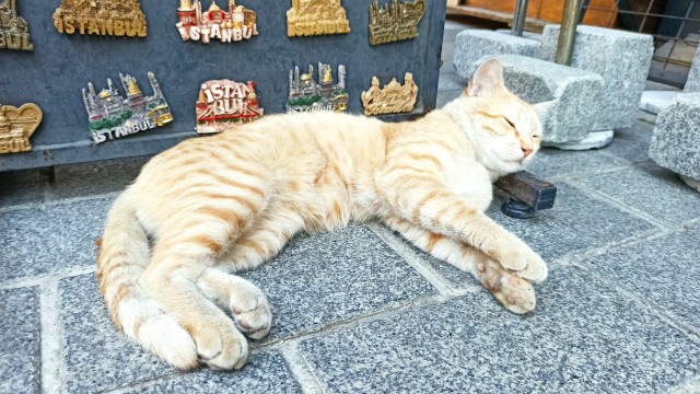 Немного стамбульских котов на котовторник, господа!