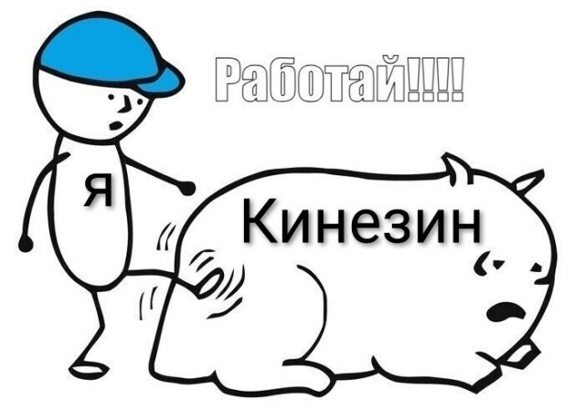Знакомьтесь- кинезин