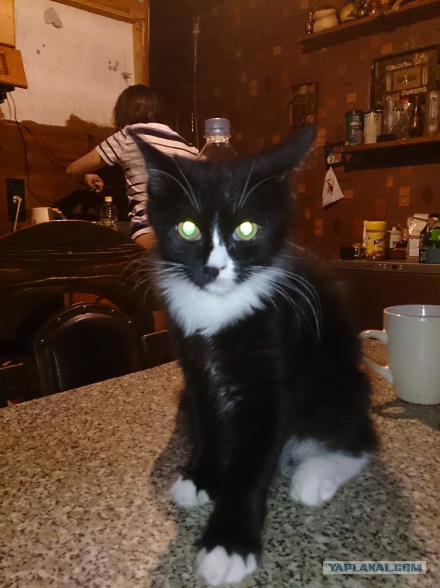 Котовторник 22.10.2013