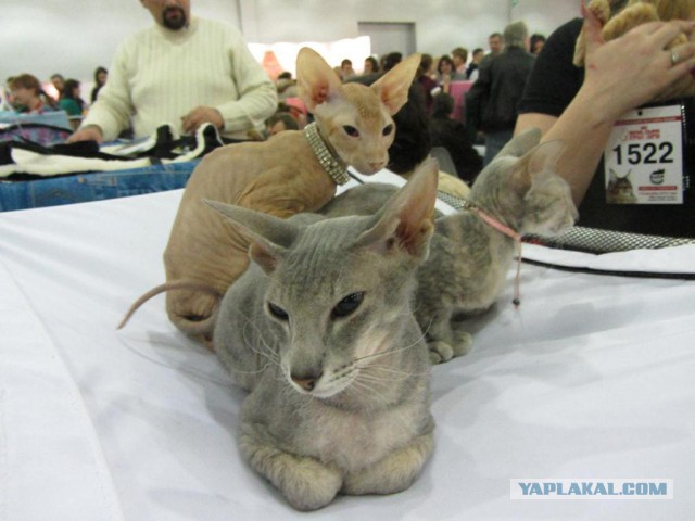 Котовторник  10.12.2013