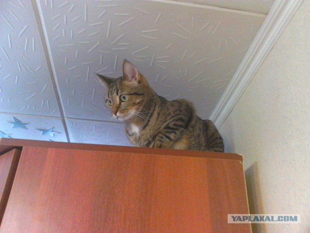 Как назвать питомца