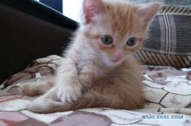 Котовторник 20.05.2014