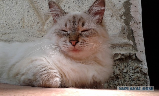 Котовторник 16.09.14