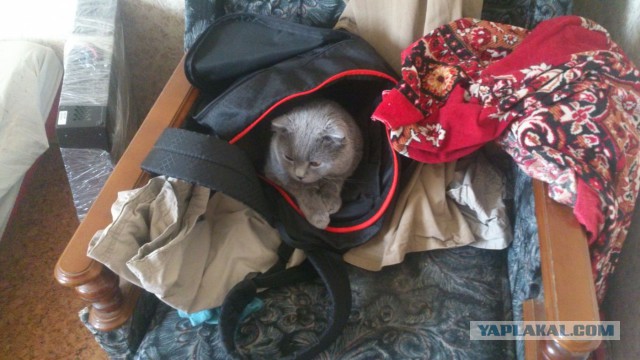 Котовторник 9.12.2014