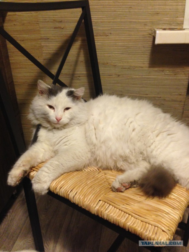 Котовторник 23.12.2014