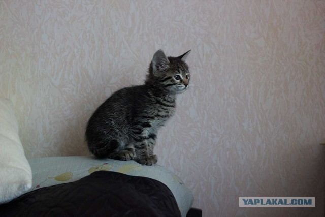 Котовторник 20.01.2015