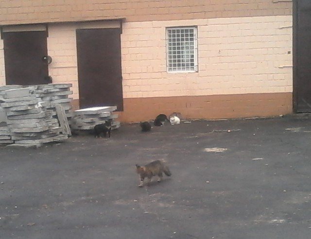 Котовторник.