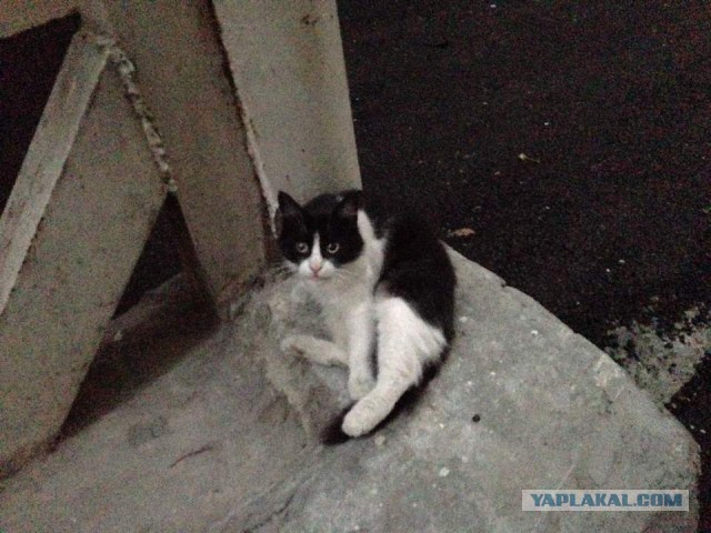 Бакинские котаны
