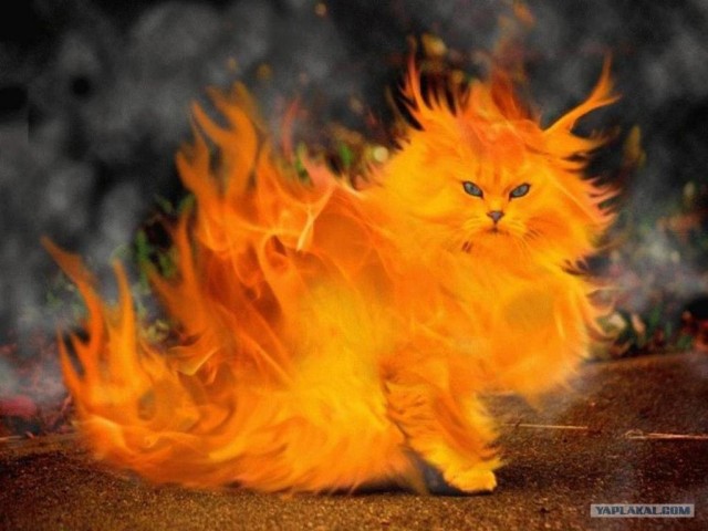 Зажарь курицу по-мужски