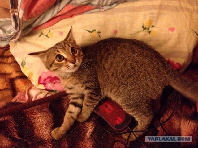 Про Тучку, которая стала Дымкой