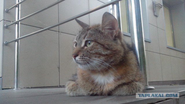 Котовторник 09.06.2015