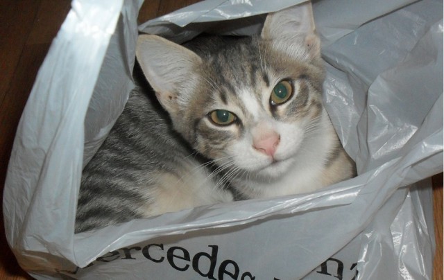 Котовторник 15-09-2015 !