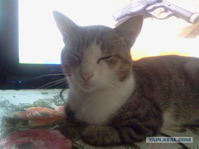 Котовторник 15-09-2015 !