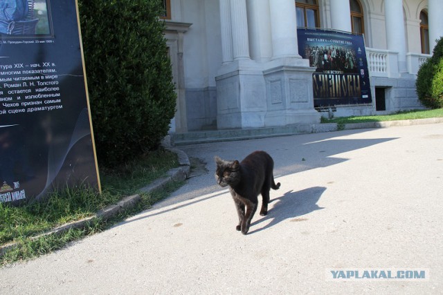 Коты Крыма