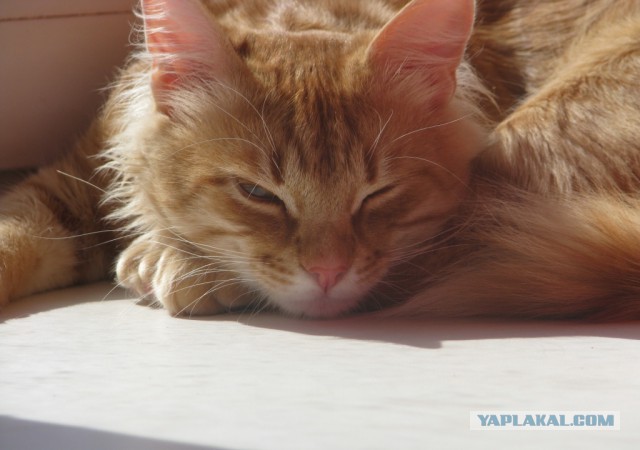 Котовторник 29-09-2015,