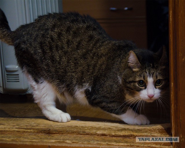 Котовторник 29-09-2015,