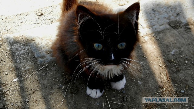 Котовторник 06.10.2015