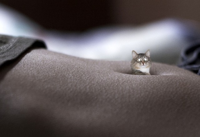 Коты, кошки, котята