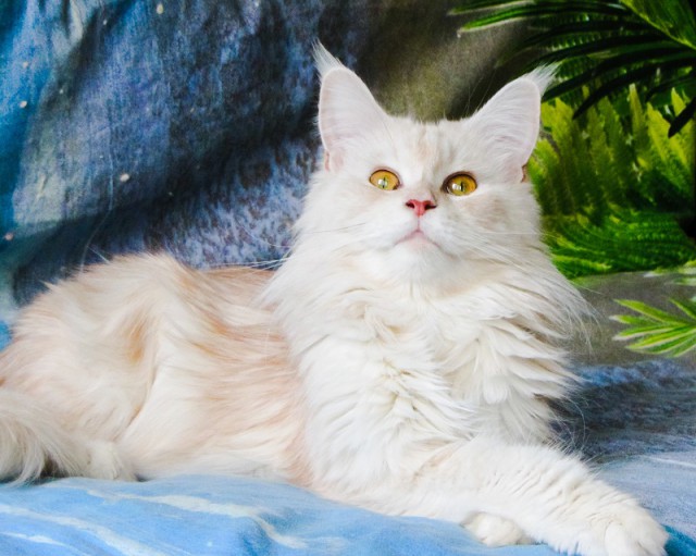 Котовторник