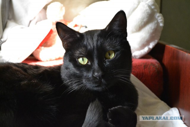 История одного кота