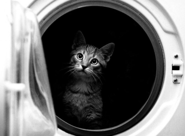 Мой кот, мои правила!