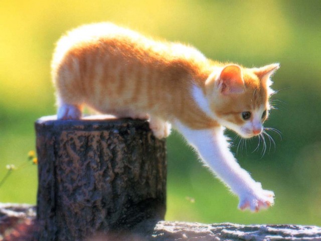 КошкоЛето!