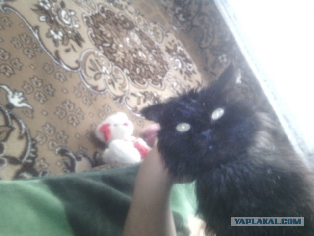 Котовторник 26.07 2016