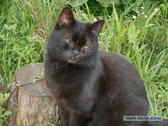 Жизнь домашнего приюта для котеек 125