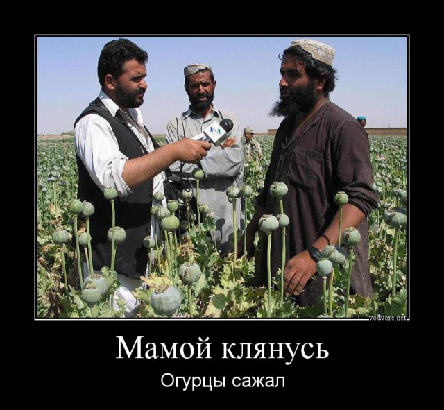 Афганских маководов с новым урожаем!