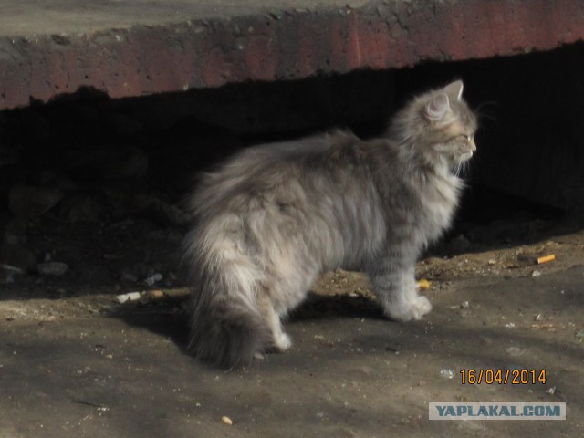 Котовторник  14.02.2017