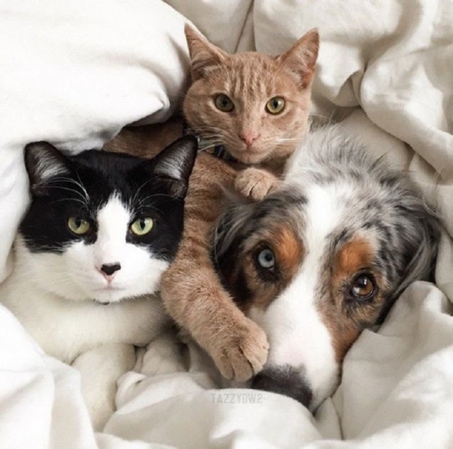 Коты и Кошки