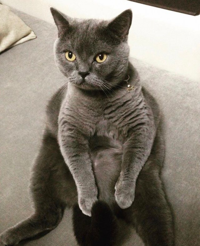 Коты и Кошки