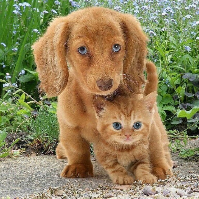 Коты и Кошки