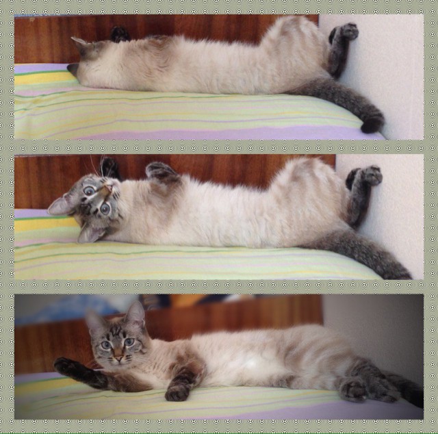 Коты и Кошки