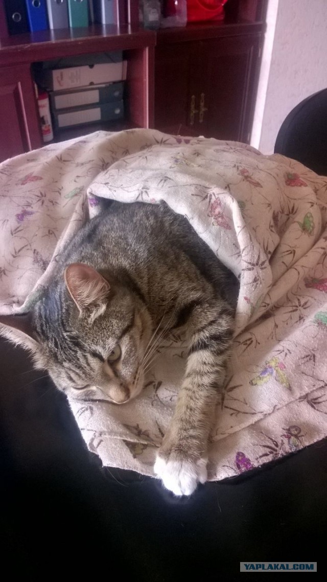 Котовторник 13.06.2017
