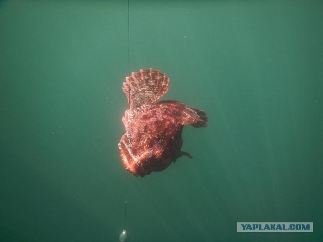 Морское меню Колымского рыбака