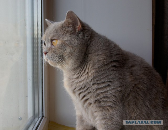 Котовторник 04.07.17