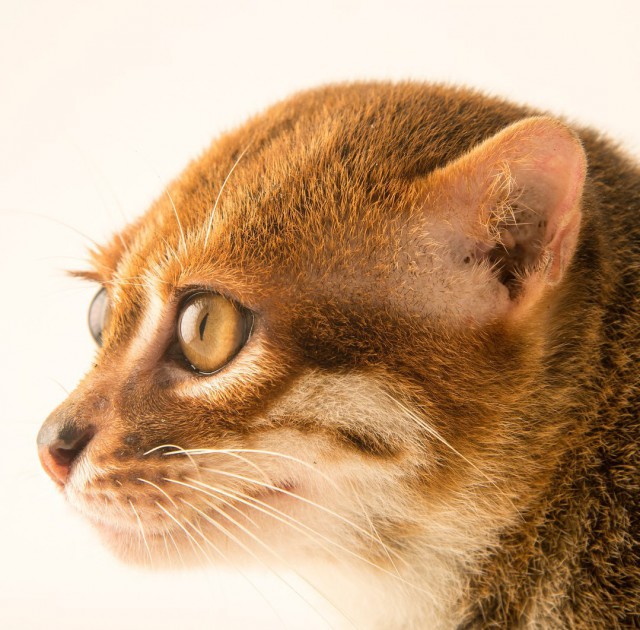 Коты и Кошки