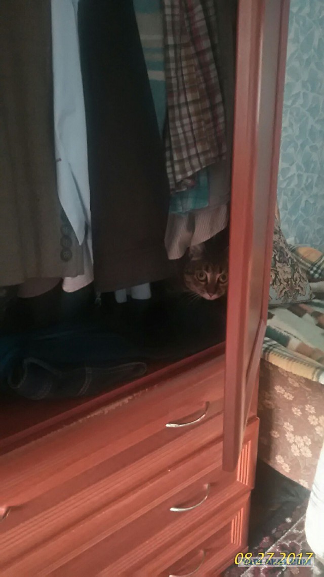 Котовторник 29.08.2017