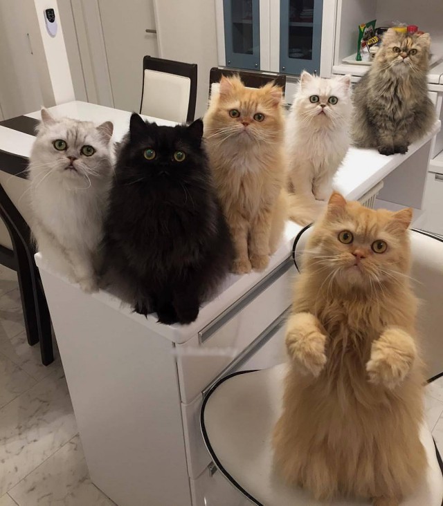 Коты и Кошки