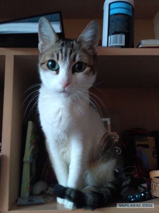 Котовторник 02.01.2018