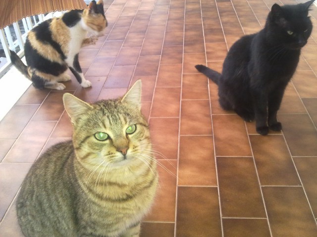 Котовторник 9.01.2018