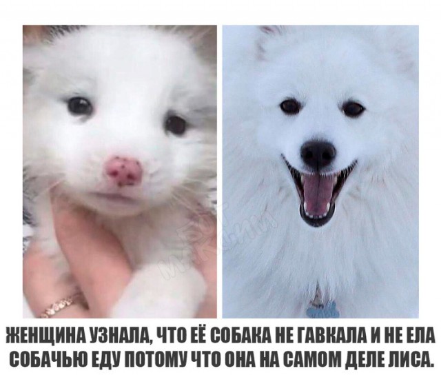 Прикольные картинки обо всем