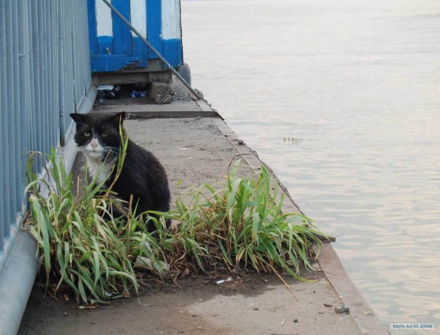 Морские котики. 9 фото