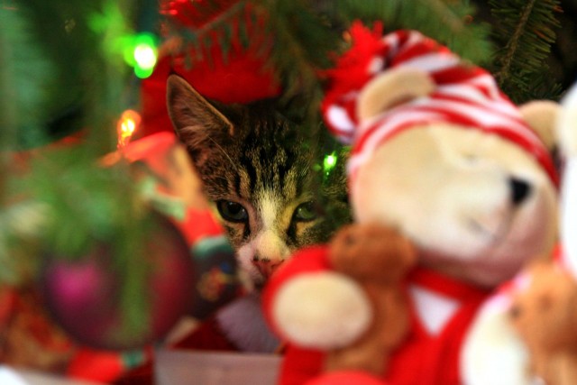Новогодний КОТОВТОРНИК!