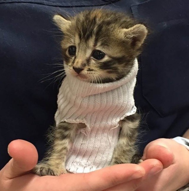 Прикольных котов пост
