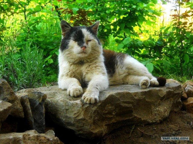 Котовторник на 22 июня