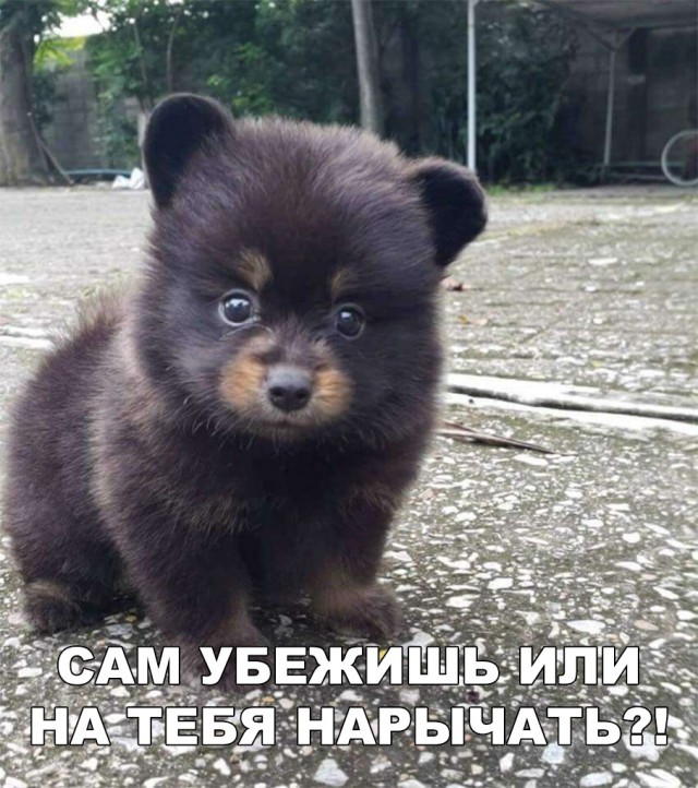 Милые животные. Мимиметр сломался