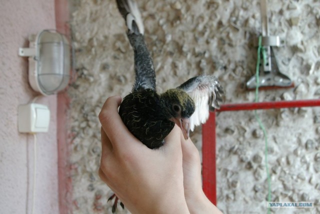 Рождение голубей на балконе